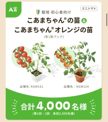 【当選報告】カゴメ　トマトの苗プレゼントキャンペーン